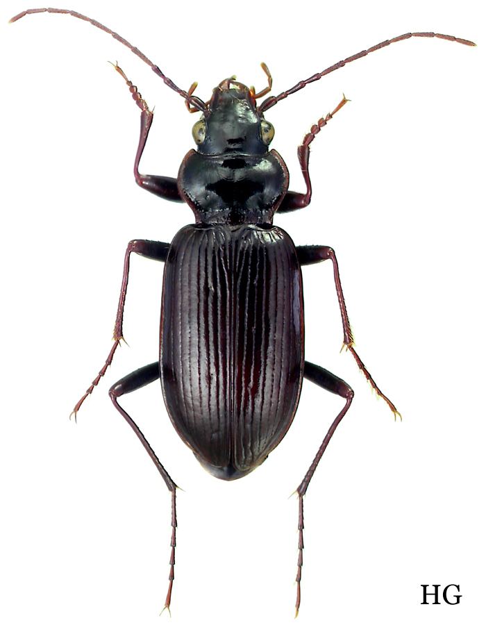 Nebria Nebria Boreonebria gyllenhali Schonherr 1806 Carabidae