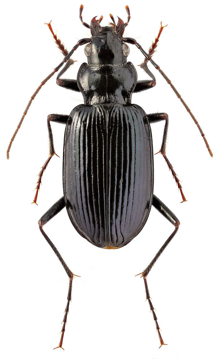 Nebria Genus Nebria Latreille 1802 89 Carabidae