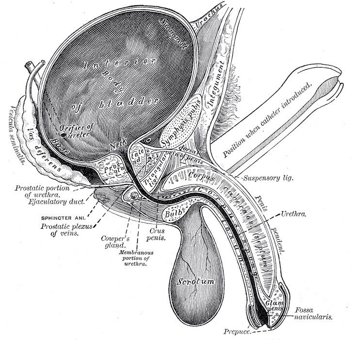 Neck of urinary bladder