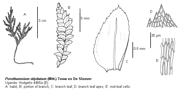 Neckeraceae NECKERACEAE