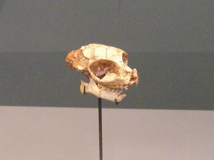 Necrolemur Necrolemur Skull of Necrolemur antiquus at Galerie de Pale Flickr