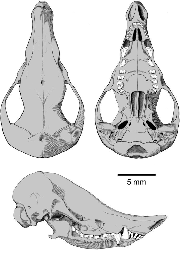 Necrolestes The Miocene mammal Necrolestes demonstrates the survival of a