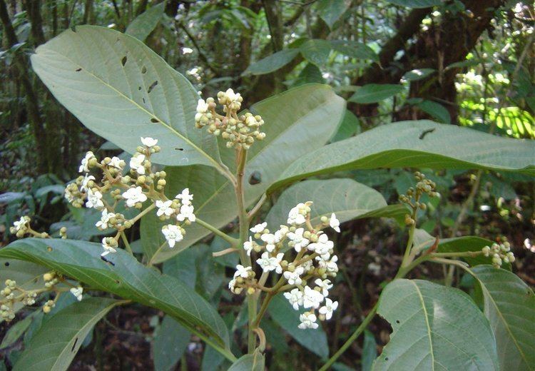 Nectandra Nectandra reticulata Useful Tropical Plants