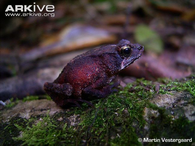 Nectophrynoides Kihansi spray toad videos photos and facts Nectophrynoides