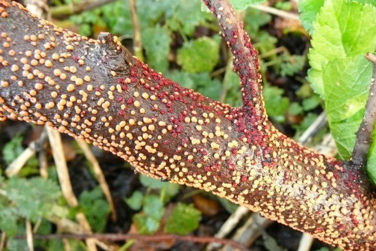 Nectria Coral spot Nectria cinnabarina Problems Oak Leaf Gardening