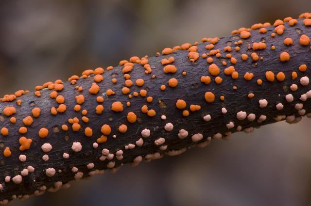 Nectria Coral Spot Nectria cinnabarina Biopix photoimage 98378
