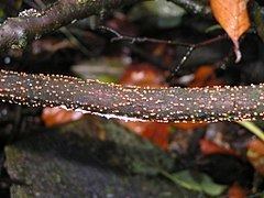 Nectria cinnabarina httpsuploadwikimediaorgwikipediacommonsthu