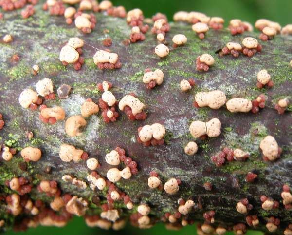 Nectria cinnabarina Nectria cinnabarina Coral Spot fungus