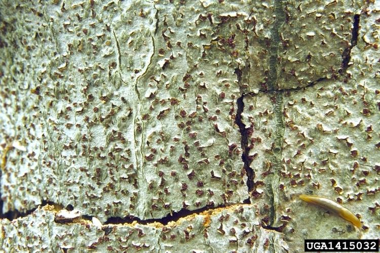 Nectria coccinea beech bark disease Nectria coccinea on European beech Fagus