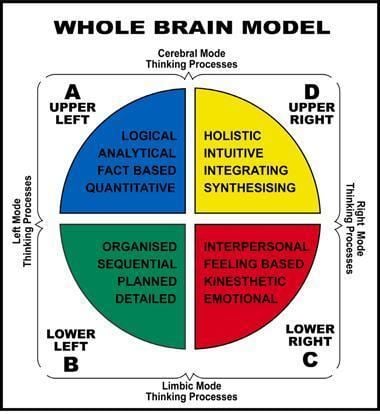 Whole Brain Model by Ned Herrmann