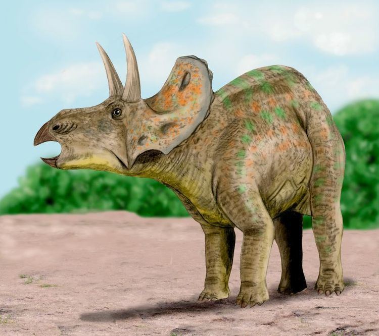 Nedoceratops The Open Source Paleontologist Nedoceratops A Full Description at