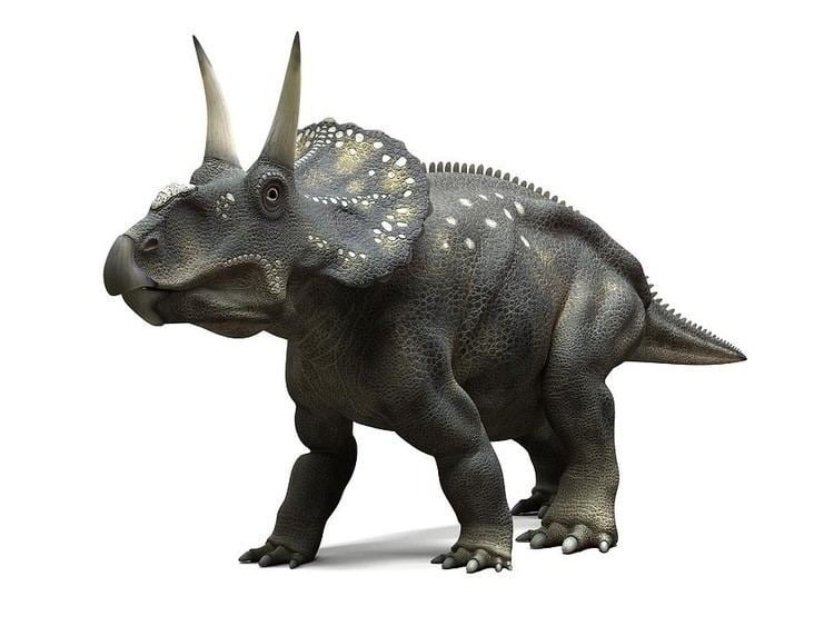 Nedoceratops - Alchetron, The Free Social Encyclopedia