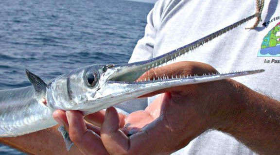 Needlefish Giant Mexican Needlefish pictures and species identification