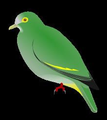 Negros fruit dove httpsuploadwikimediaorgwikipediacommonsthu