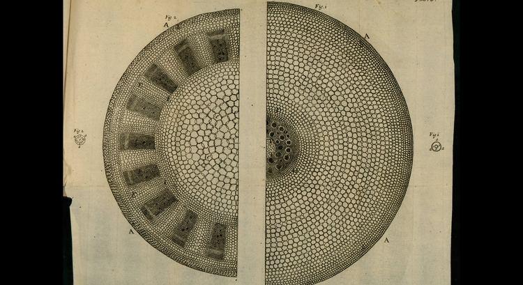 Nehemiah Grew The gorgeous Anatomy of Plants by Nehemiah Grew Aleph