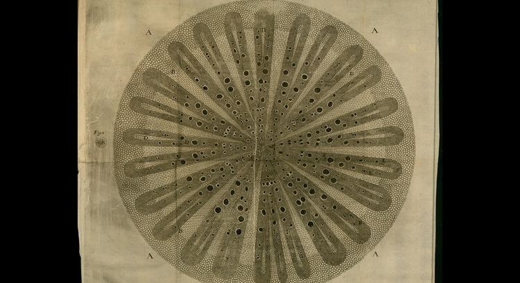 Nehemiah Grew The gorgeous Anatomy of Plants by Nehemiah Grew Aleph