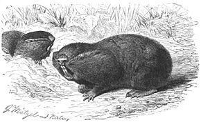 Nehring's blind mole-rat httpsuploadwikimediaorgwikipediacommonsthu