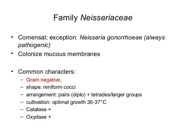 Neisseriaceae httpsimageslidesharecdncomneisseriaceae1503