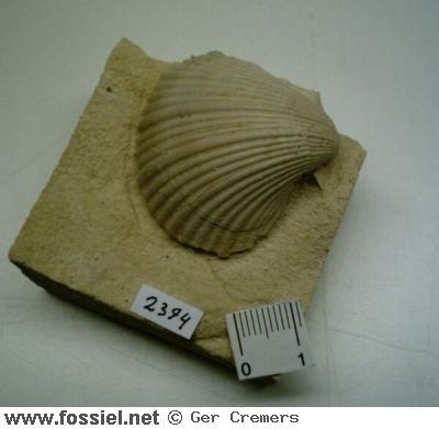 Neithea Fossil ID System Search results