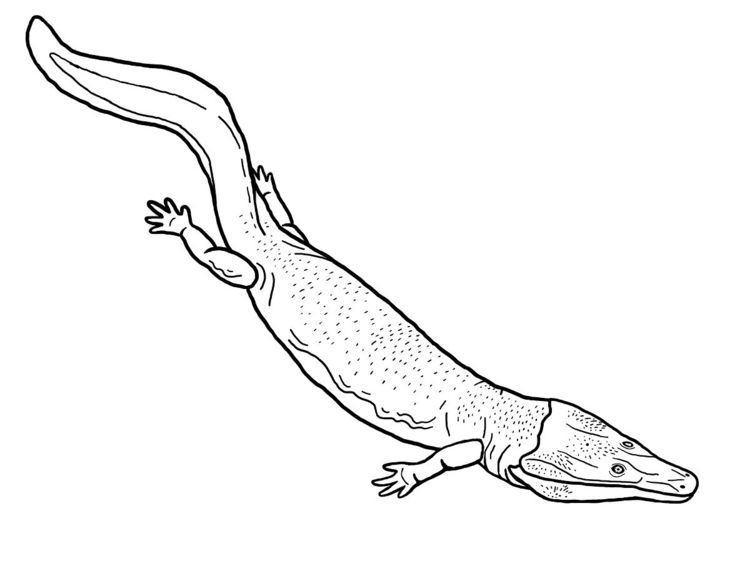 Neldasaurus