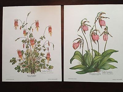 Nellie Meadows Nellie Meadows signed floral prints 805470305