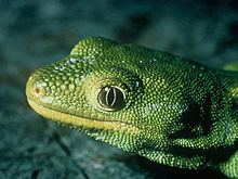 Nelson green gecko httpsuploadwikimediaorgwikipediacommonsthu