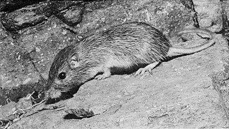jacumba pocket mouse habitat