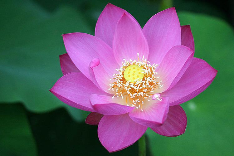Nelumbo Sacred Lotus Nelumbo nucifera Cultural significance and uses VIXI
