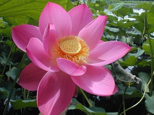 Nelumbo nucifera Sacred Lotus Nelumbo nucifera