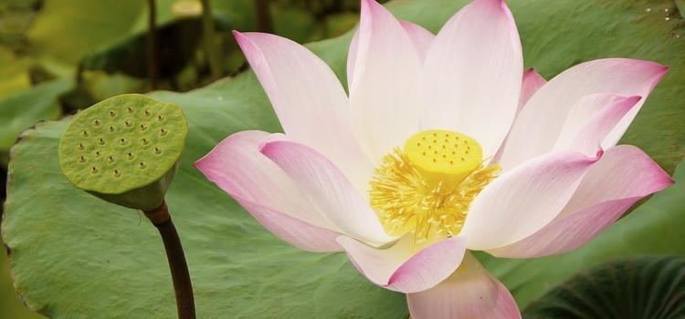 Nelumbo nucifera 23 Amazing Benefits Of Lotus Root For Skin Hair And Health
