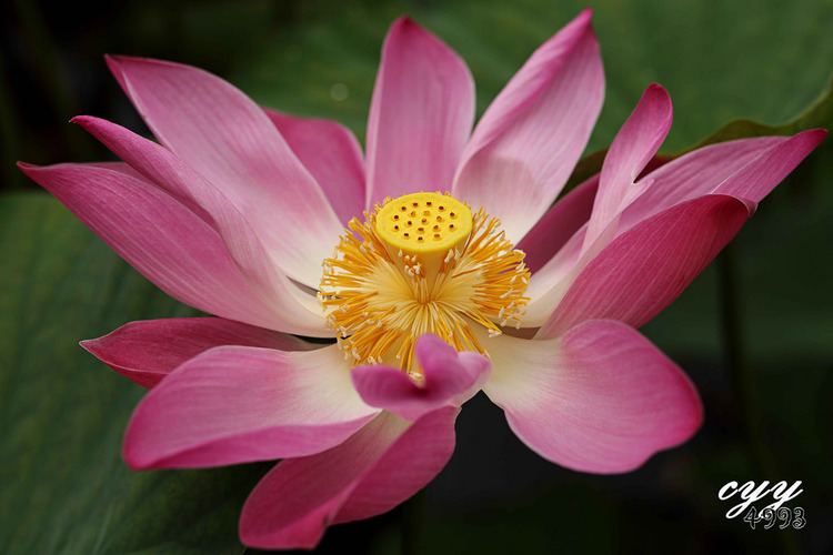 Nelumbonaceae Lotus Nelumbonaceae Nelumbo Nucifera cyy4993 Flickr