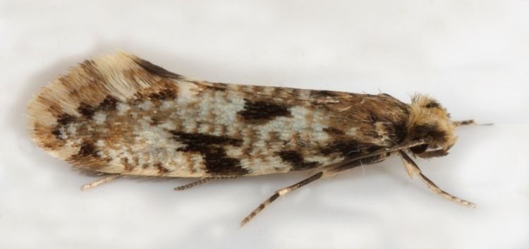 Nemapogon Nemapogon identification British Lepidoptera