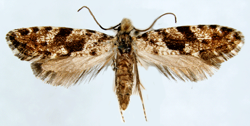 Nemapogon Nemapogon granellus Insecta Lepidoptera Tineidae