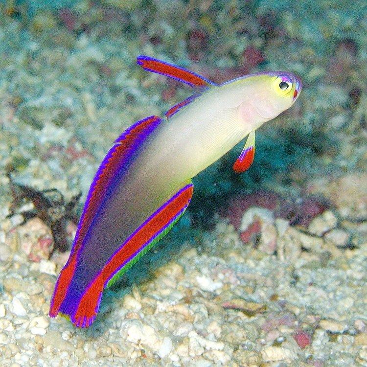 Nemateleotris Elegant firefish Wikipedia