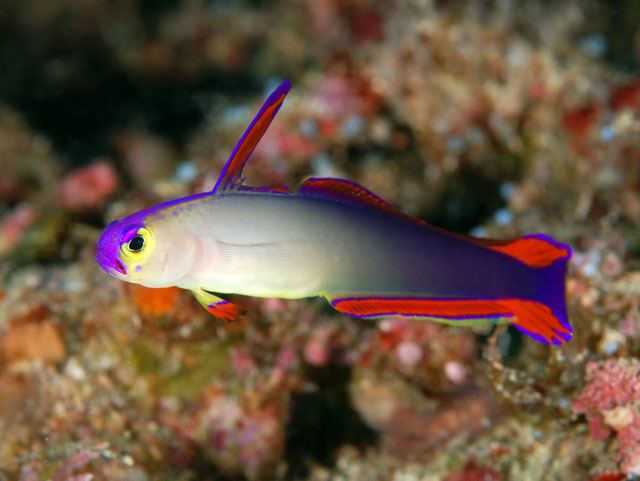 Nemateleotris Marine Ornamental Fish amp Invertebrate Breeders View topic