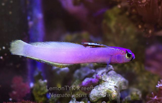 Nemateleotris helfrichi Nemateleotris helfrichi A tale of two heads awesome fish spotlight