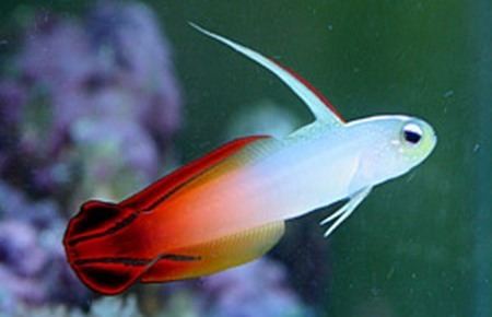 Nemateleotris magnifica Nemateleotris magnifica Firefish