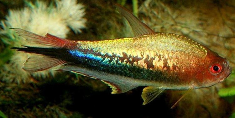 Nematobrycon Rainbow Tetra Nematobrycon lacortei Tropical Fish Keeping
