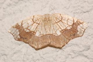 Nematocampa resistaria Nematocampa resistaria Horned Spanworm Moth Discover Life