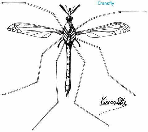 Nematocera Gordon39s Nematocera Simple Flies Page