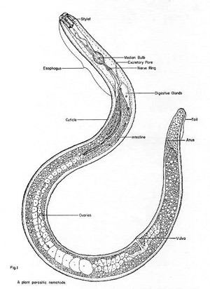 Nematode soilinhabiting nematodes Phylum Nematoda