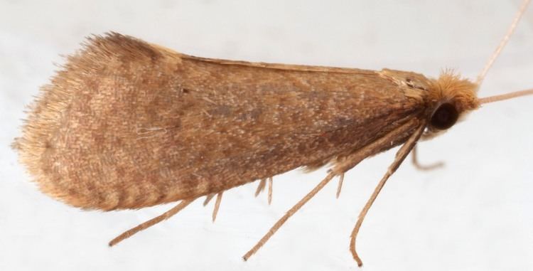 Nematopogon 014 Nematopogon metaxella British Lepidoptera