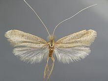 Nematopogon schwarziellus httpsuploadwikimediaorgwikipediacommonsthu