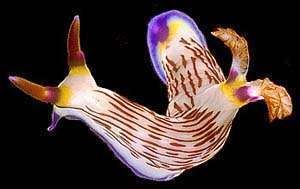 Nembrotha lineolata The Sea Slug Forum Nembrotha lineolata