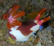 Nembrotha purpureolineata httpsuploadwikimediaorgwikipediacommonsthu