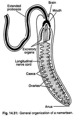 Nemertea cdnbiologydiscussioncomwpcontentuploads2016