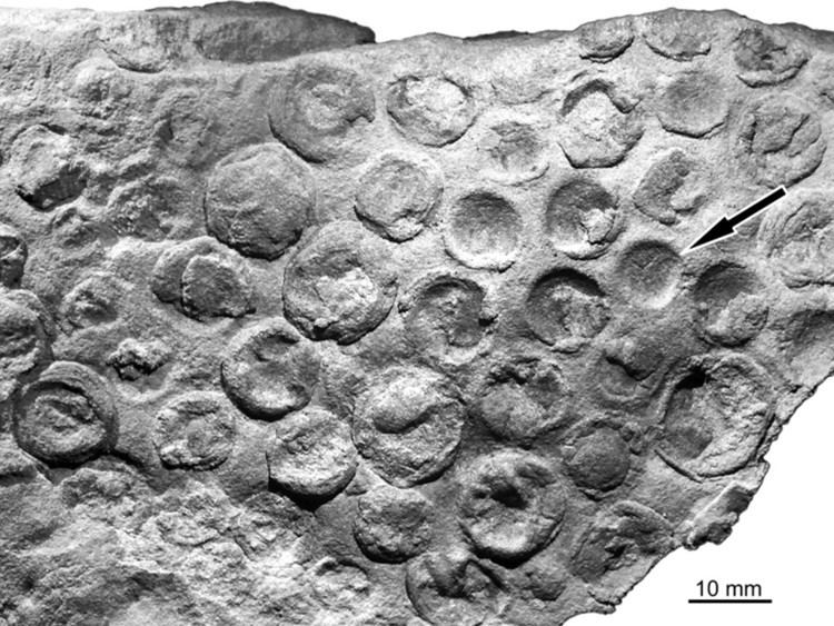 Nemiana Comparative taphonomy of Vendian genera Beltanelloides and Nemiana