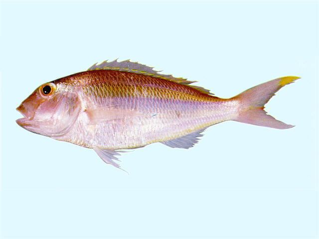 Nemipterus Fish Identification