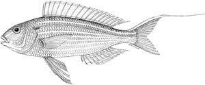 Nemipterus virgatus FAO Fisheries amp Aquaculture Species Fact Sheets Nemipterus