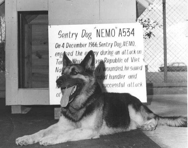 Nemo A534 Animals with Military Careers The Beer Barrel